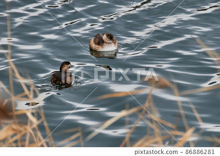 鸊鷉 鸊鷉 86886281