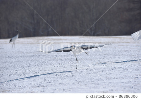 Red-crowned crane (Tsurui, Hokkaido) running up before taking off from the feeding area 86886306