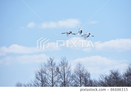 A group of cranes flying in the blue sky (Tsurui, Hokkaido) A group of cranes flying in the blue sky (Tsurui, Hokkaido) 86886315