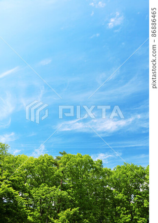 藍天和初夏新鮮的綠色森林 藍天和初夏新鮮的綠色森林 86886465