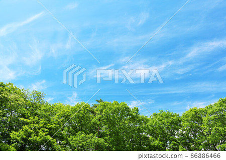 藍天和初夏新鮮的綠色森林 藍天和初夏新鮮的綠色森林 86886466