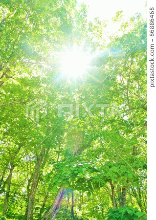 初夏清新的綠色和陽光 初夏清新的綠色和陽光 86886468