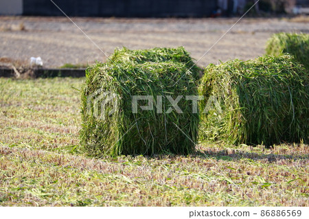 Harvesting straw grass 86886569