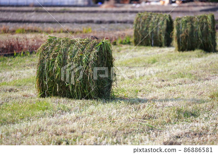 Harvesting straw grass 86886581