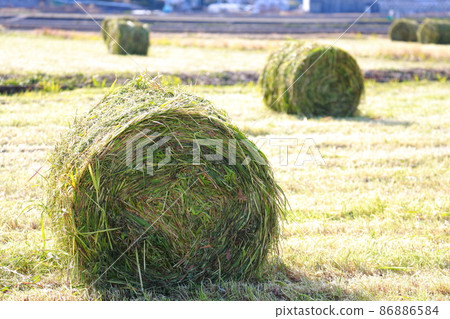 Harvesting straw grass 86886584