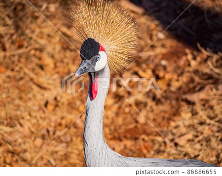 Close up shot of Grey crowned crane Close up shot of Grey crowned crane 86886655