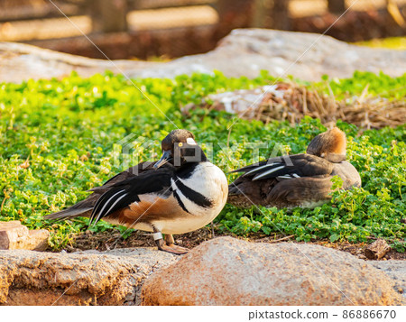 Close up shoot of Bufflehead 86886670