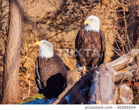 Close up shot of two Bald eagle 86886684