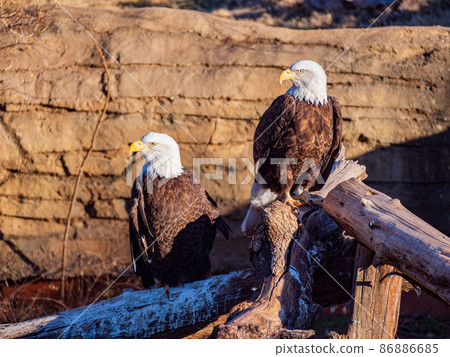 Close up shot of two Bald eagle Close up shot of two Bald eagle 86886685