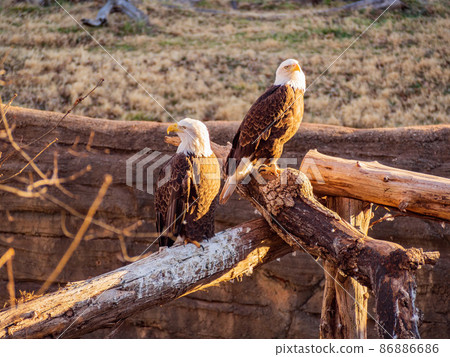 Close up shot of two Bald eagle 86886686