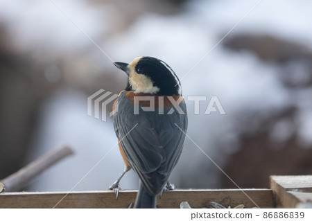 [Fukui Prefecture / Fukui Prefecture Nature Conservation Center "Restaurant of Wild Birds"] Varied Tit Talking about Nani on his Back after finishing a meal (February) 86886839