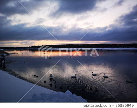 Swans in Obuchi-numa, Aomori Prefecture Swans in Obuchi-numa, Aomori Prefecture 86886949
