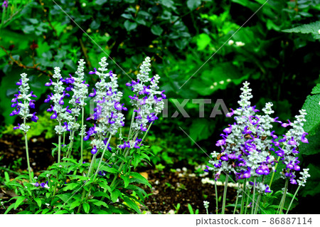 Murasaki Salvia Murasaki Salvia 86887114