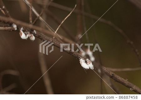 樹枝上的一群白色介殼蟲 86887458