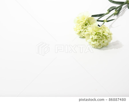 White carnation Mother's Day gift 86887480
