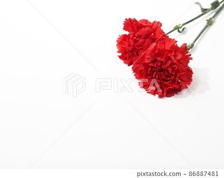 Red carnation Mother's Day gift 86887481
