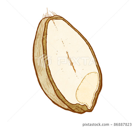 Cross section of wheat_color 86887823