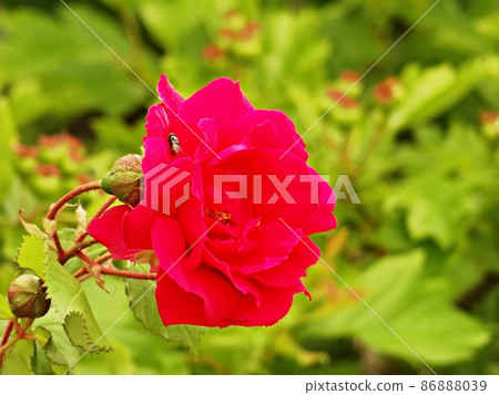 Red rose Red rose 86888039