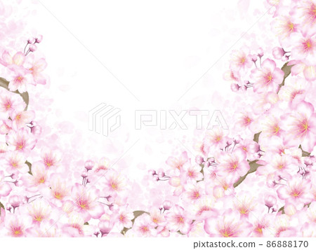 Cherry blossom background in full bloom - Stock Illustration [86888170 ...