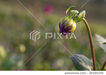 Beautiful Pink Color flower Buds with Blurry Background. Spring flower bud. dahlia flower bud Natural view. 86888344