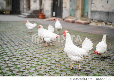 Many young white hens with red tufts graze and eat grass in yard of house Many young white hens with red tufts graze and eat grass in yard of house 86888490
