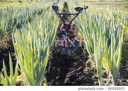 Image of caring for the green onion field Image of caring for the green onion field 86888801