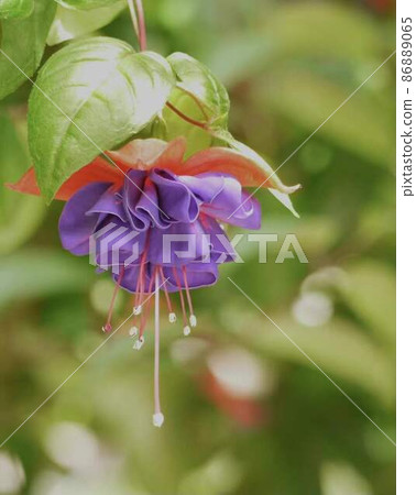 美麗的紫紅色花 * 垂直矩形構圖 美麗的紫紅色花 * 垂直矩形構圖 86889065