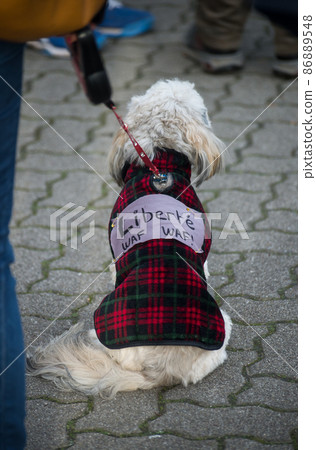 Strasbourg - France - 12 February 2022 - Portrait on back view of dog with text in french 86889548