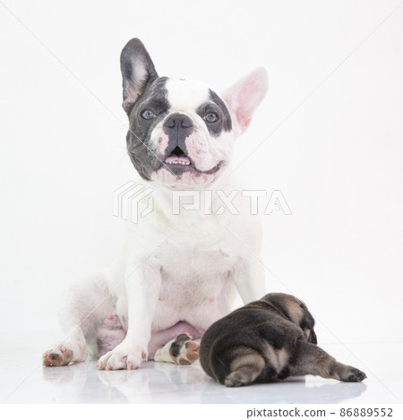 blue tan french bulldog puppy and mom blue tan french bulldog puppy and mom 86889552