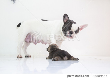 blue tan french bulldog puppy and mom blue tan french bulldog puppy and mom 86889553