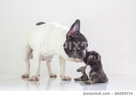 blue tan french bulldog puppy and mom blue tan french bulldog puppy and mom 86889554