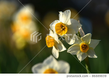 Narcissus 86889839