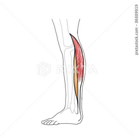 Calf muscles (gastrocnemius and soleus muscles) Calf muscles (gastrocnemius and soleus muscles) 86889919