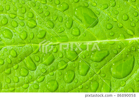 Drops of water on the leaves of a fresh green tree Drops of water on the leaves of a fresh green tree 86890058