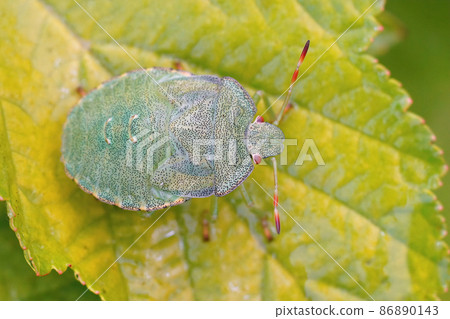 Closeup on an instar nymph of the European Green shieldbug , Palomena prasina sitting on a green leaf in the garden Closeup on an instar nymph of the European Green shieldbug , Palomena prasina sitting on a green leaf in the garden 86890143