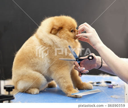 Fixing the muzzle of a Pomeranian dog during a haircut with scissors of the head 86890359