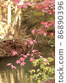 Autumn leaves of Komatsuji Temple Autumn leaves of Komatsuji Temple 86890396