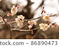 plum plum 86890473