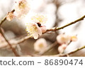 plum plum 86890474