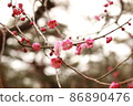 plum plum 86890476