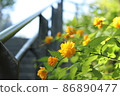 Yellow flower Yellow flower 86890477