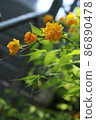 Yellow flower Yellow flower 86890478