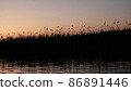 Water surface of the Lake and vegetation during sunset. 86891446