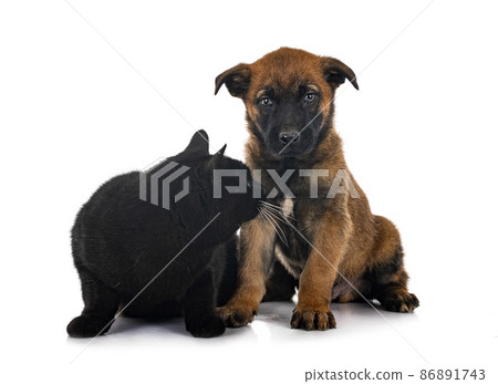puppy malinois and cat in studio 86891743