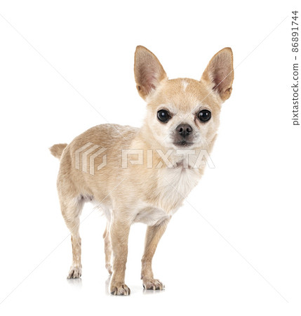 chihuahua in studio 86891744