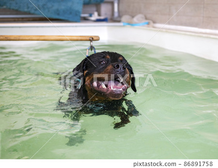 young rottweiler and hydrotherapy 86891758