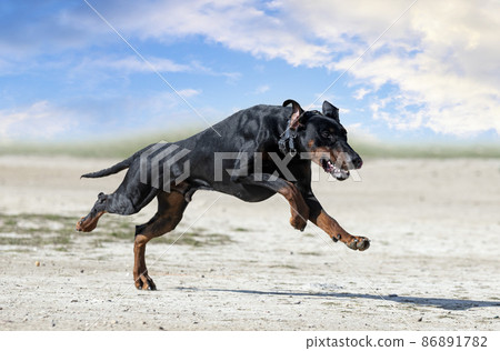 training of dobermann pinscher 86891782