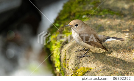Female Taiga Flycatcher perching near water stream Female Taiga Flycatcher perching near water stream 86892292