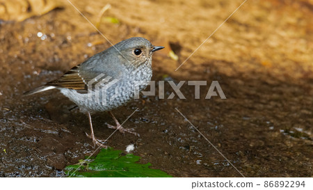 Female Plumbeous Redstart perching on wet ground 86892294