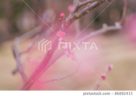 春天小金井公園的梅花 春天小金井公園的梅花 86892415